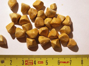 Что делать, если в желчном пузыре камни: лечение народными средствами