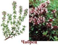трава чабрец лечебные свойства и противопоказания