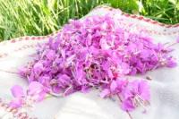 кипрей полезные свойства и противопоказания