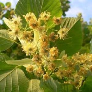 польза липового чая