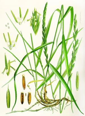 пырей ползучий лечебные свойства и противопоказания фото