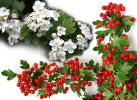 боярышник как заваривать и как пить