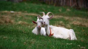 Чем полезно козье молоко для детей?