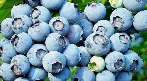 Где растет голубика?