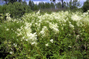 Как использовать траву таволгу?