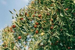 Чем полезен зизифус?