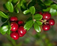 лист брусники при беременности