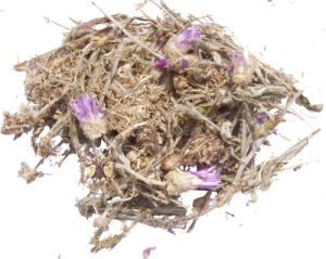 трава бессмертник применение и противопоказания