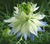 черный тмин полезные свойства и противопоказания