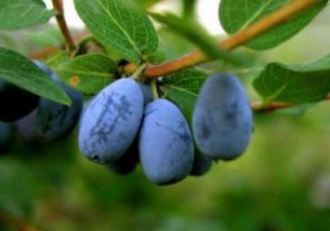 Жимолость: полезные свойства для организма и противопоказания к употреблению ягоды