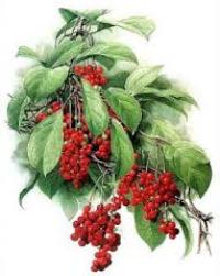 настойка лимонника польза и вред