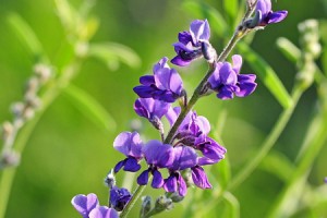 Кому нельзя лечиться люцерной?