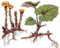 мать и мачеха лечебные свойства и противопоказания