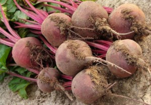 Чем полезна свекла для организма?