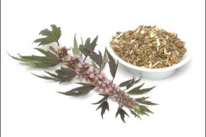 пустырник форте лечебные свойства и противопоказания