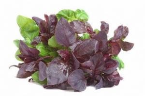 базилик полезные свойства как употреблять