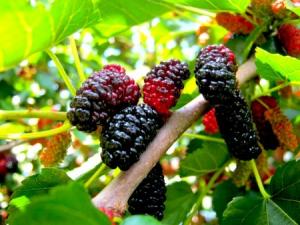 шелковица польза и вред для здоровья