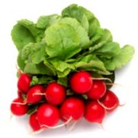 польза редиски для организма