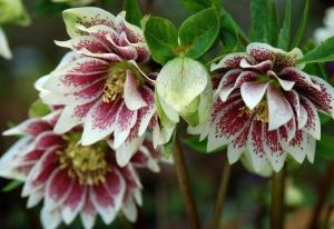 морозник кавказский применение для похудения отзывы