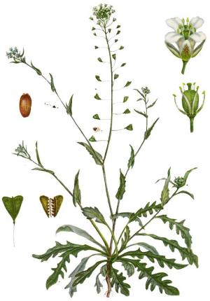 пастушья сумка лечебные свойства