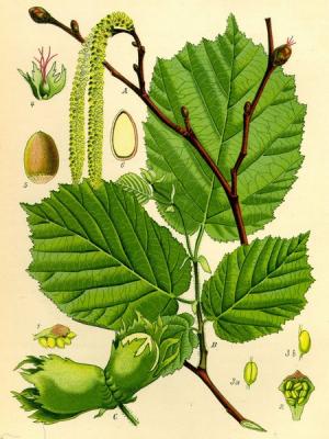 орехи польза и вред для организма