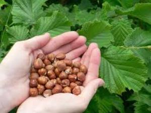 гибрид лещины и фундука