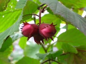 орехи фундук полезные свойства