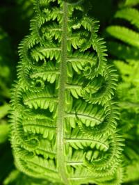 польза и вред папоротника