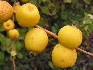 айва японская описание