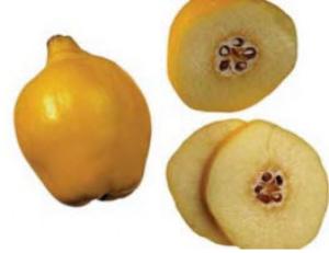 айва японская размножение