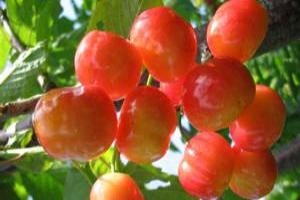 красная черешня полезные свойства