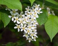 польза цветов черемухи