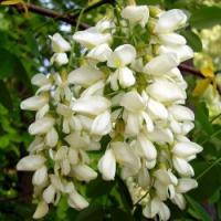 цвет акации лечебные свойства