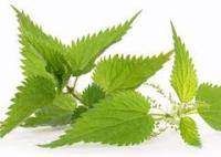 листья крапивы лечебные свойства и противопоказания