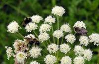 любисток лечебные свойства и противопоказания