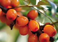 облепиха полезные свойства