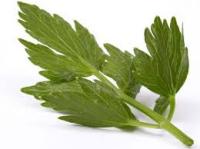 любисток польза и вред