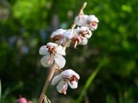 грушанка круглолистная применение в гинекологии