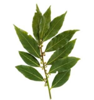 лавровый лист лечебные свойства применение