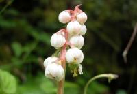 трава грушанка