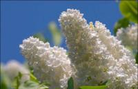 настойка из белой сирени для лечения суставов