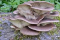 грибы вешенки польза и вред