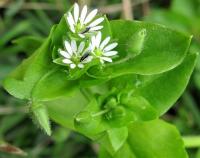 трава мокрица лечебные свойства