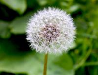 полезные свойства и противопоказания листьев одуванчика