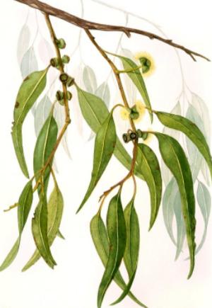 эвкалипт лечебные свойства