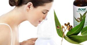 эвкалипт лечебные свойства в домашних условиях