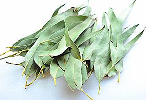 эвкалипт от ангины