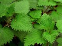 крапива майская лечебные свойства и противопоказания