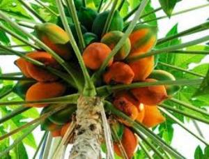 грейпфрут польза