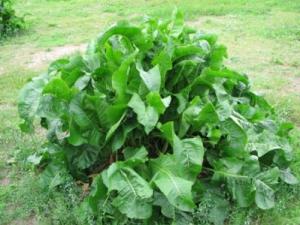 хрен полезные свойства